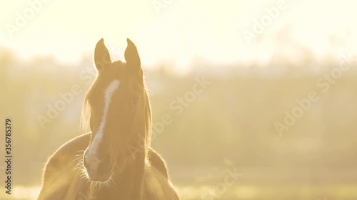 Brown horse grazing in Szentendre, Hungary.