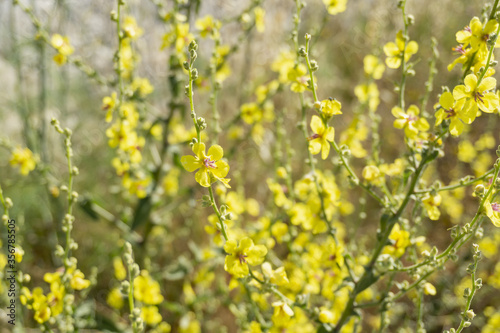 Spring field of yellow flowers. Beautiful natural background.