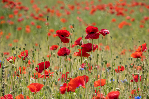 Klatschmohnfeld  Papaver rhoeas 