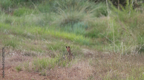 A jackrabbit eats some of the green grass growing around him in the soft evening light. © Melani
