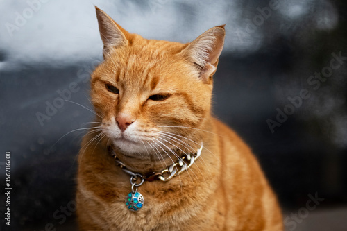 Portrait of a yellow kitten with collar photo