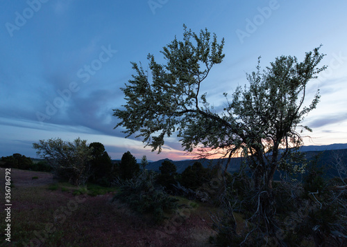 A large cliff rose bush covered with flowers under a sunset spread across the sky with mountains in the far distance photo