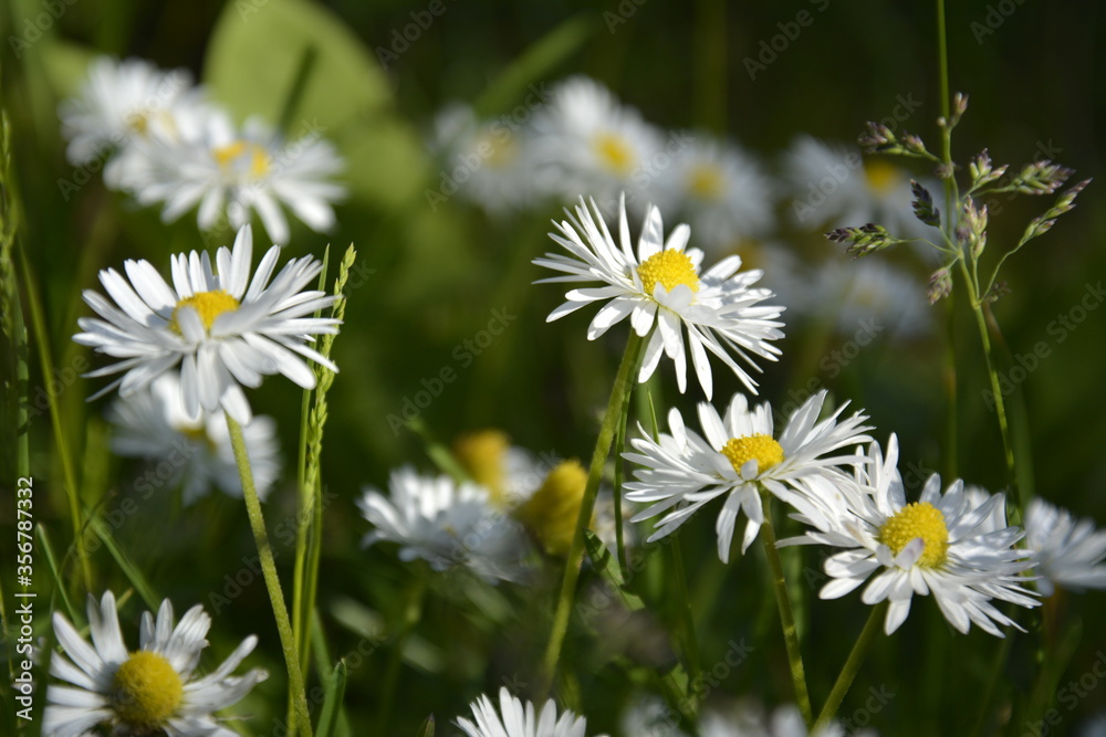 Saint Petersburg Russia. June 16 2016. Flowers of chamomile on a green grass background. Summer blooming meadow. Saint Petersburg Russia. June 16 2016. Flowers of chamomile on a green grass background. Summer blooming meadow.