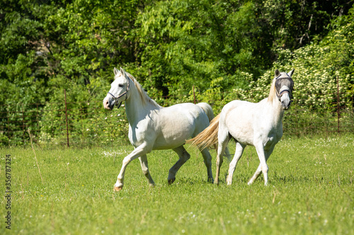 Two horses running.