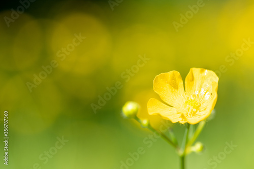 Meadow buttercup (Ranunculus acris) photo