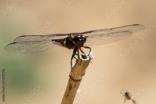 Male Broad-bodied Chaser (Libellula depressa) dragonfly