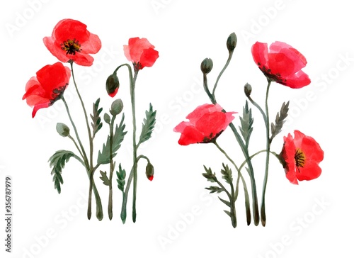 Watercolor  red flowers poppy