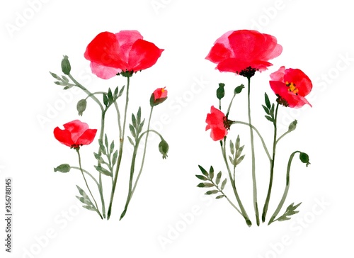 Watercolor red flowers poppy