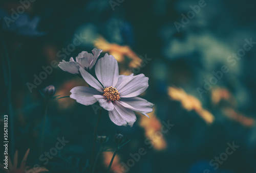 Daisy chamomile flowers  Nature Background   vintage style