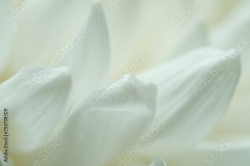 Fototapeta Naklejka Na Ścianę i Meble -  close up of white lily