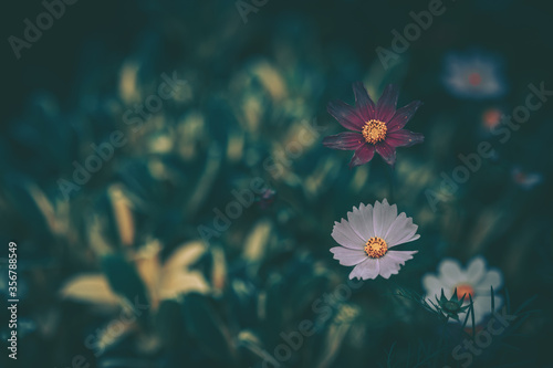 Daisy chamomile flowers  Nature Background   vintage style © joeycheung