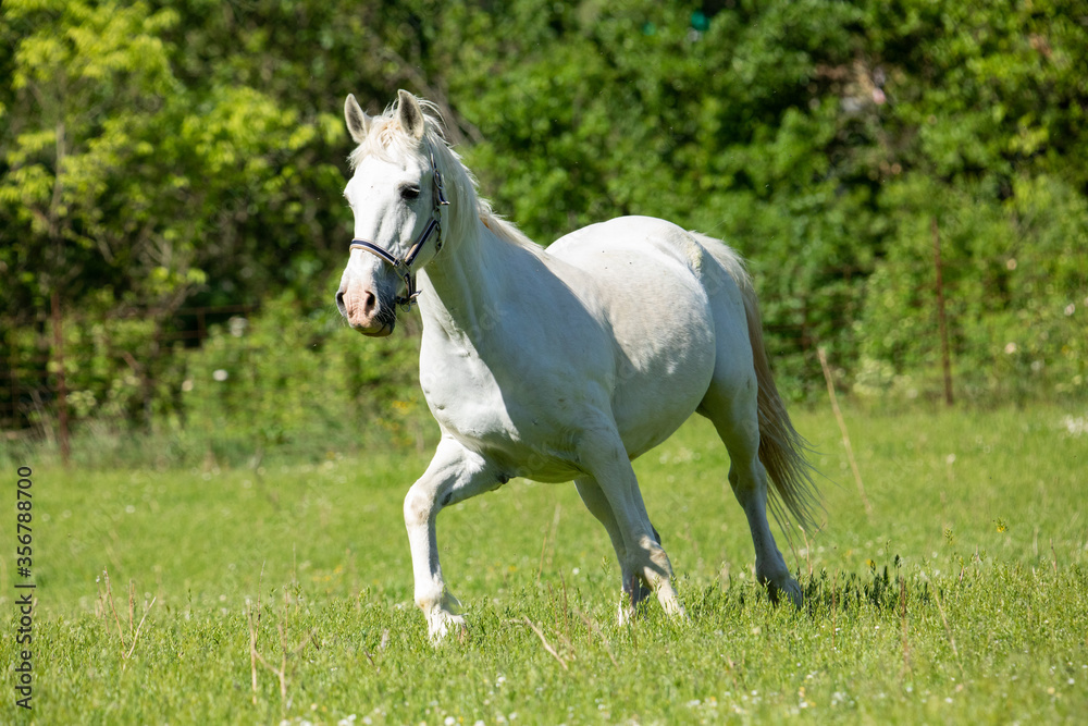 A horse running.