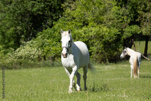 A horse walking in a field.