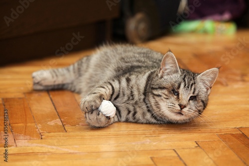 A blind tabby cat is playing with a paper ball. An animal with disabilities. Selective focus