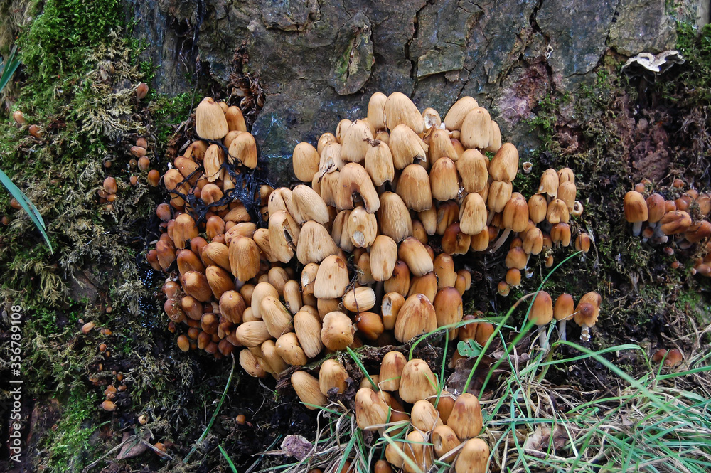 Mushrooms or Honey Fungus growing at the base of a tree in a damp environment.
Mushrooms or Honey Fungus growing at the base of a tree in a damp environment.
