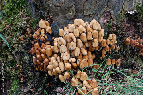 Mushrooms or Honey Fungus growing at the base of a tree in a damp environment. 