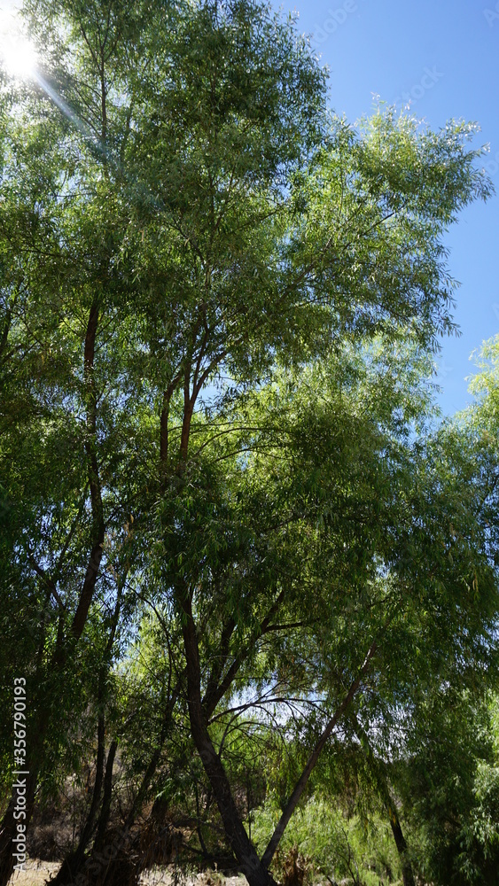 Obraz premium trees in the forest