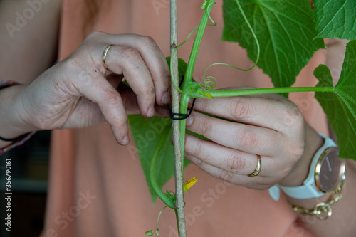 Staking cucumber plant, home gardenin concept photo