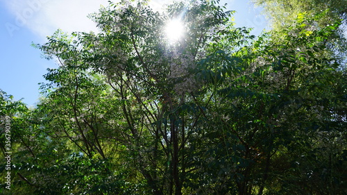 sun shining through the trees