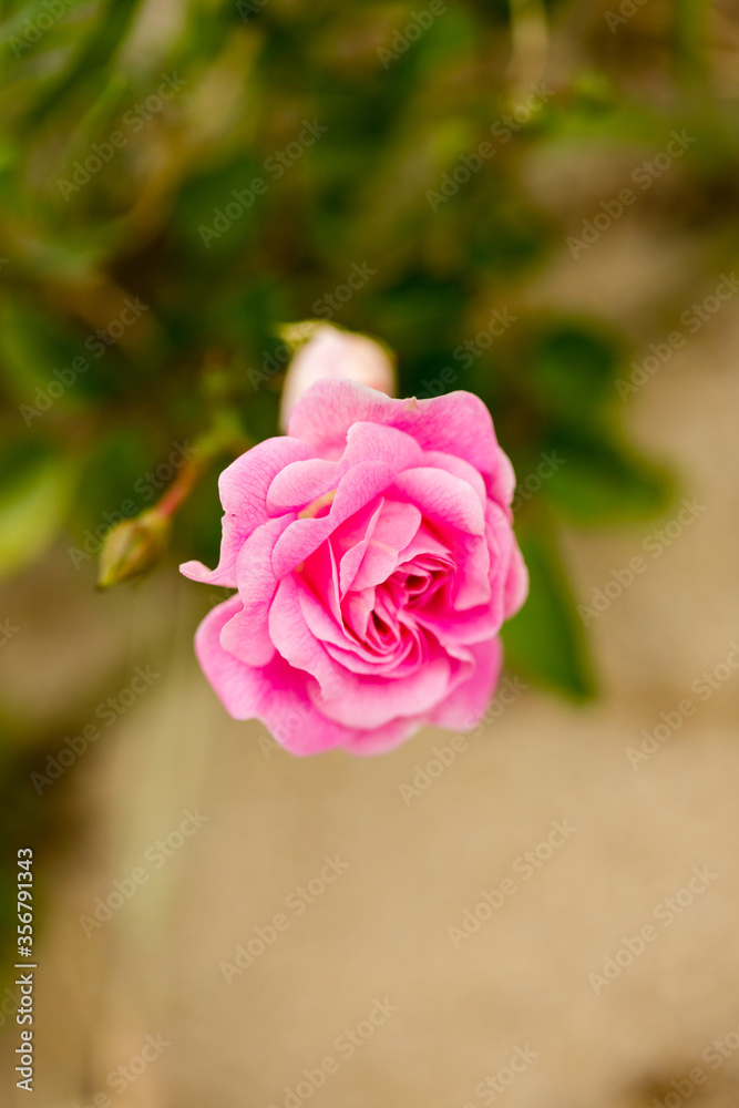 Naklejka premium natural wild flower plant