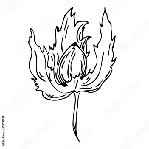 Elegant graphic sketch of hazelnuts on a branch. Isolated simple hand drawn in black line nuts with leaves on white background for wedding decorations, food prints, menu, tattoos and other designs.
