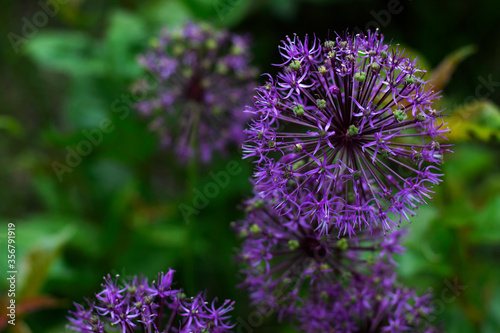 The blooming violet onions shot close-up on a blurry green home garden background. The photo of home garden for your cosy design.