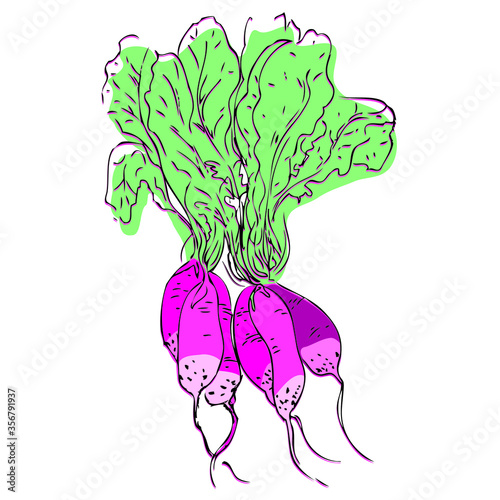 Radish. Simple colored sketch. Elegant hand drawn graphical radish on white background. Drawing of radishes for designs and decorations. Stylization. Seasonal market vegetables. Pink, green, black.