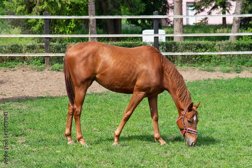 A horse grazes grass on a farm