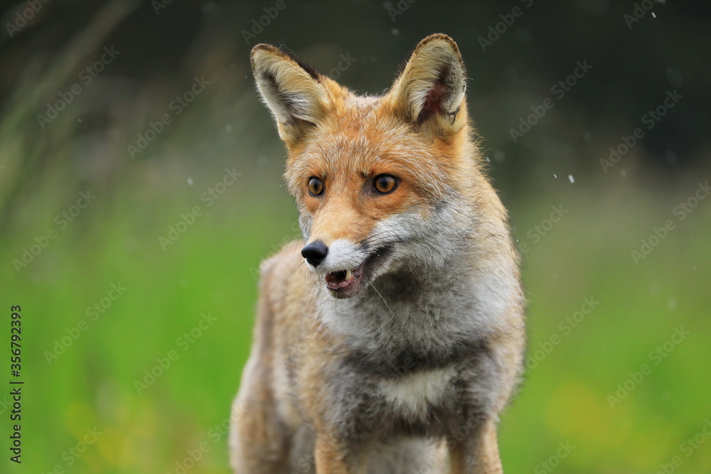 Fototapeta premium Portrait of red fox, Vulpes vulpes. Orange fur coat animal splashed by fresh spring rain. Fox isolated on blurred background. Wildlife scene from nature. Habitat Europe, Asia, North America.