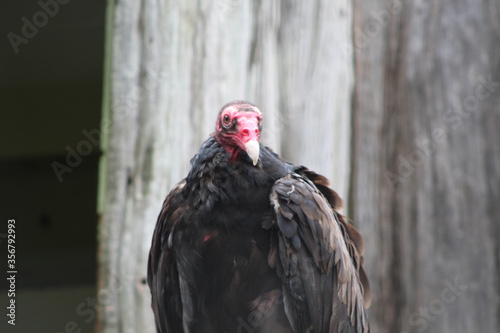 turkey vulture in the zoo