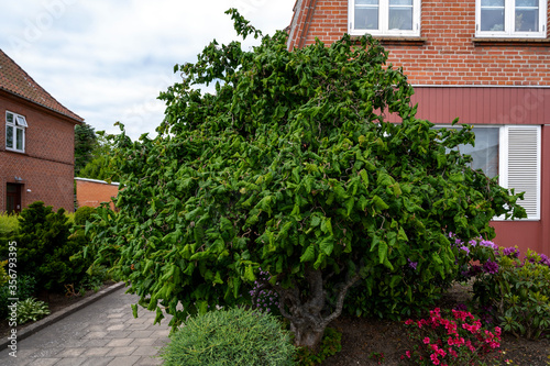 Corylus avellana hazel tree in a front yard infront of a house