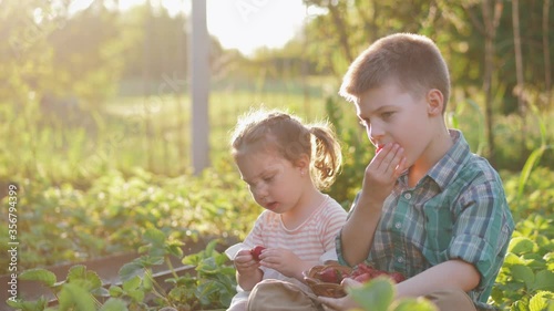 Two adorable little friends eating healthy organic food, fresh strawberry on plantation in summer