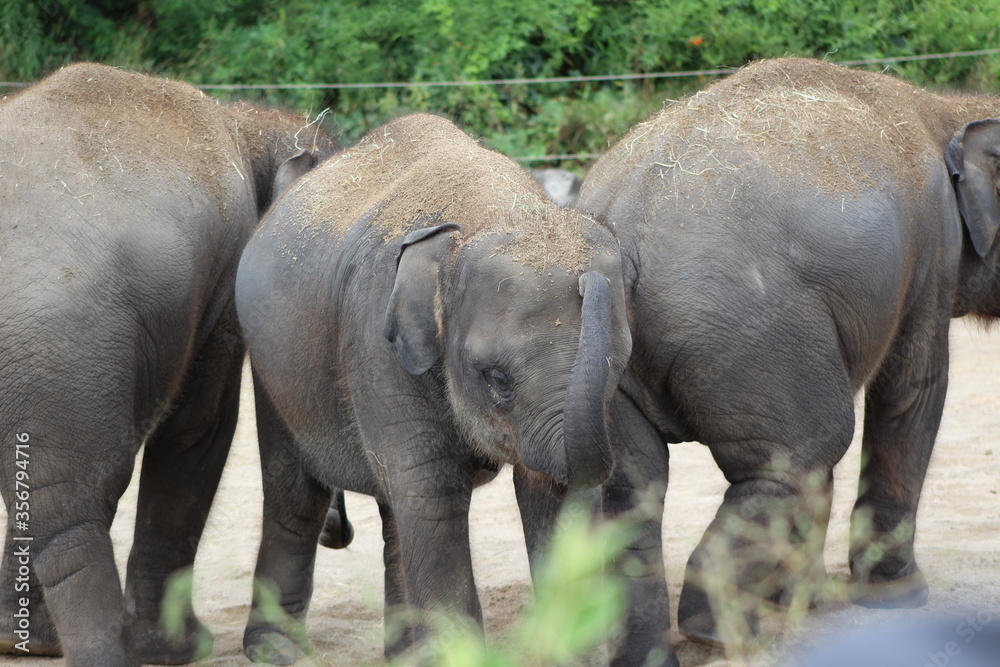 Fototapeta premium elephants in the zoo