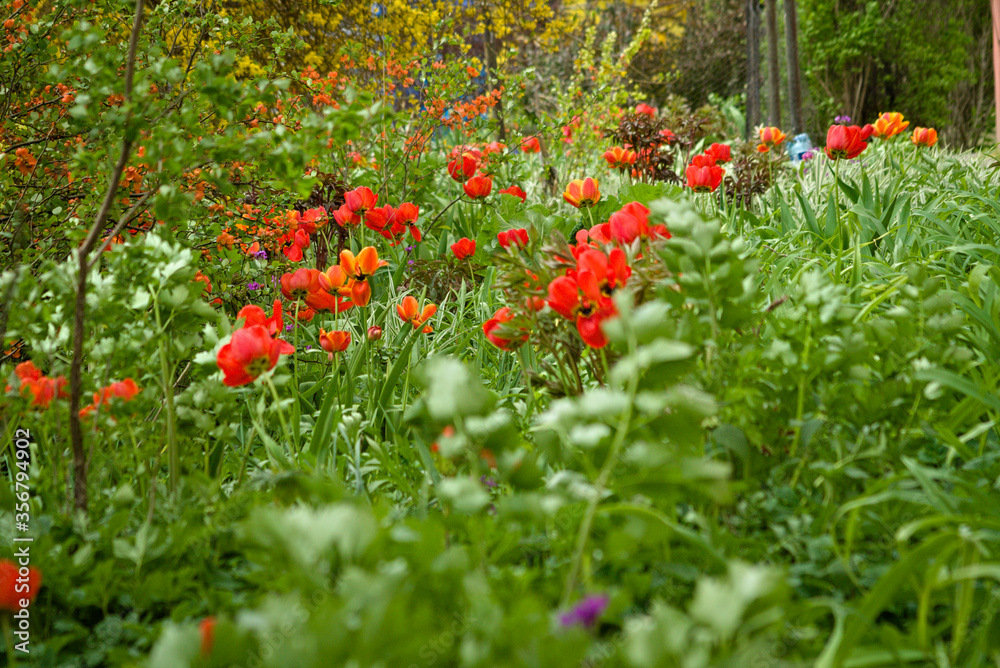 red poppy flowers in the field