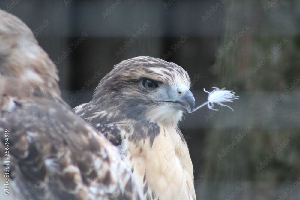 close up of an eagle