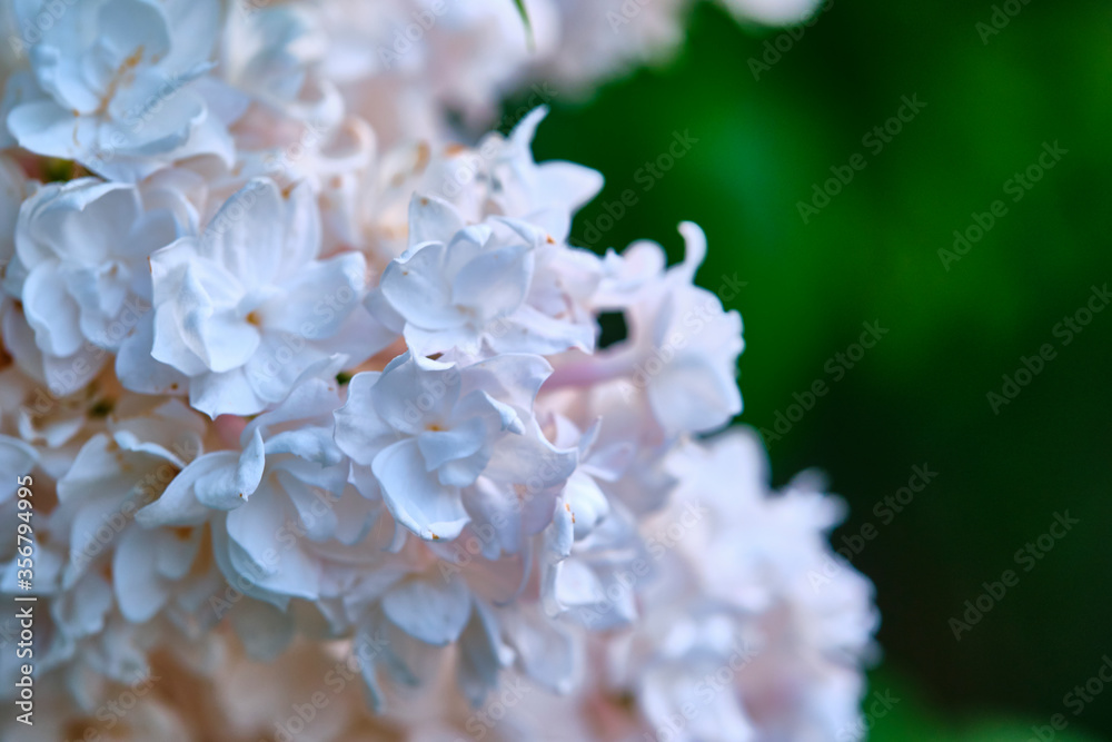 beautiful lilac with green macro leaves color nature beautiful lilac with green macro leaves color nature