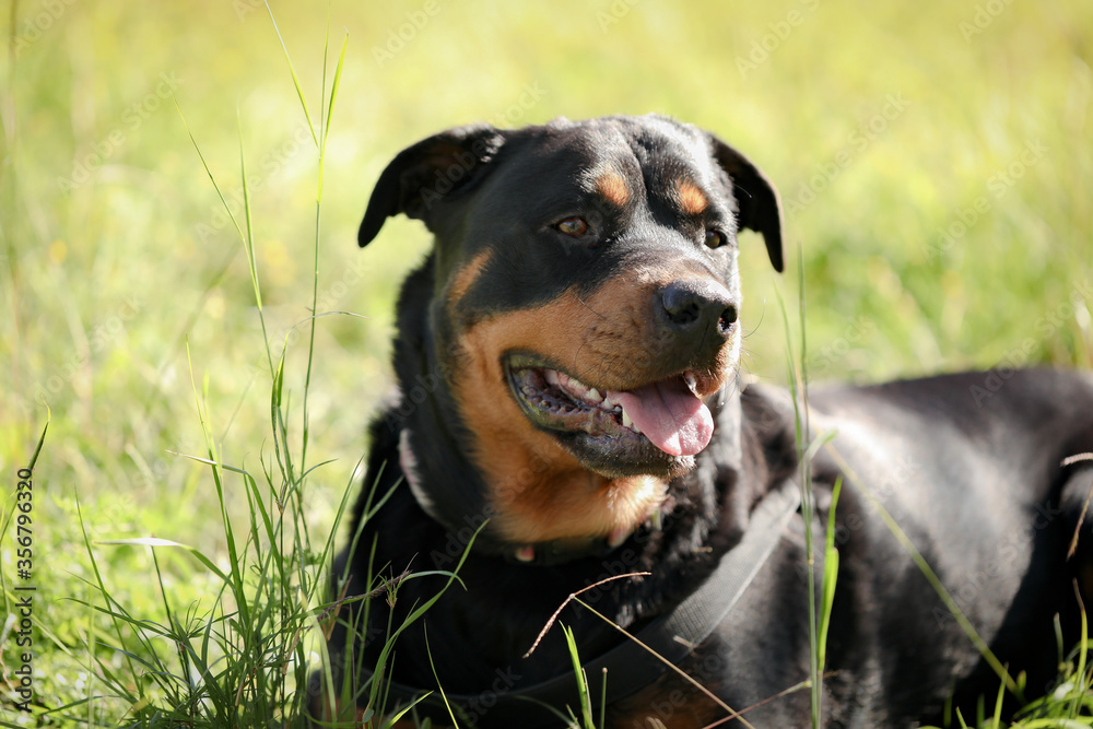 Large rottweiler dog sitting in long grass in pretty outdoor location wearing harness Large rottweiler dog sitting in long grass in pretty outdoor location wearing harness