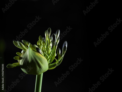 Tokyo Japan-June 10  2020  Isolated agapanthus or African Lily  Cape blue lily  on black background
