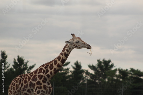 Photography giraffe in the zoo