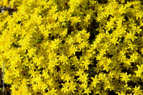  Small bright yellow poisonous wildflowers stonecrop caustic.