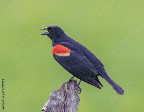 red winged blackbird