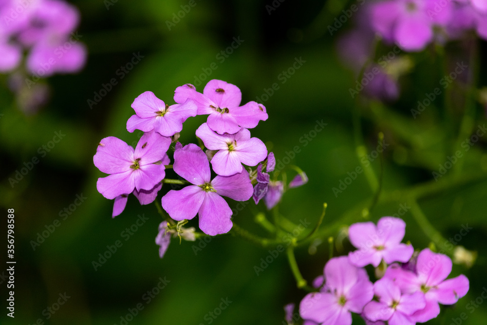 Purple Wildflowers