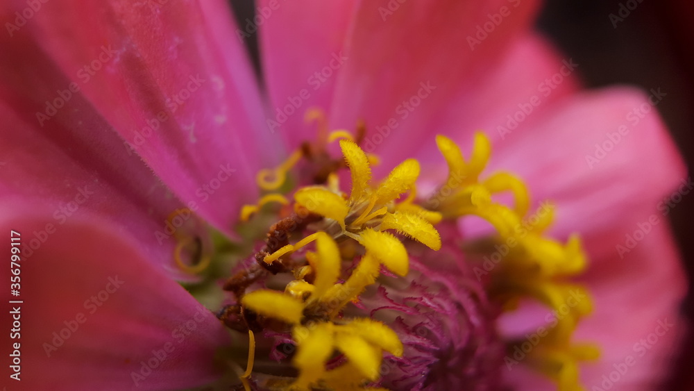 Common zinnia in macro mode, look beautiful pistil and flower petals that are beautiful and detailed with a dark background Common zinnia in macro mode, look beautiful pistil and flower petals that are beautiful and detailed with a dark background