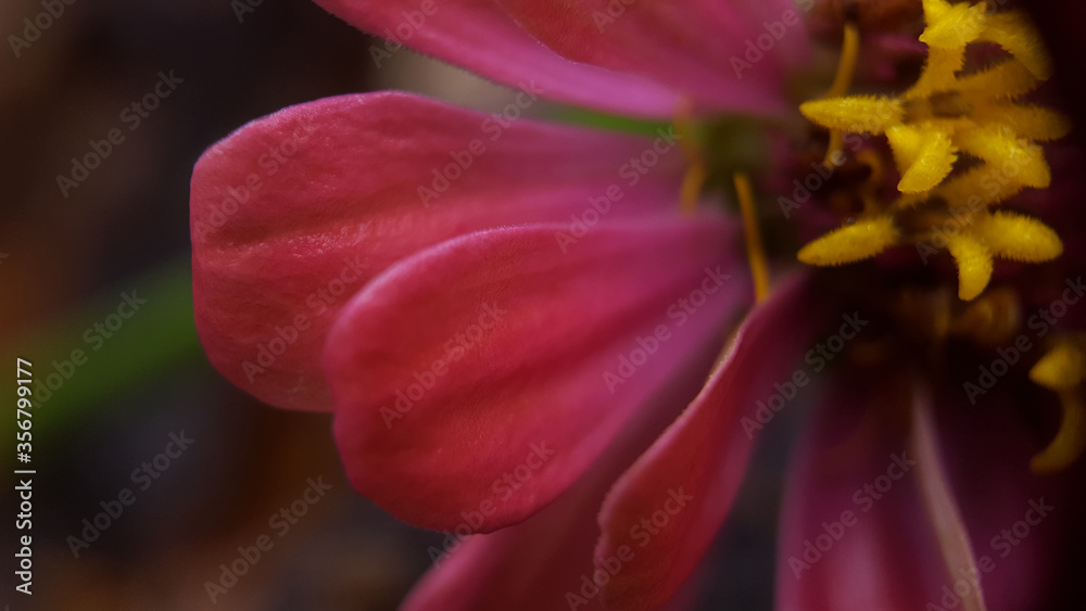 Common zinnia in macro mode, look beautiful pistil and flower petals that are beautiful and detailed with a dark background