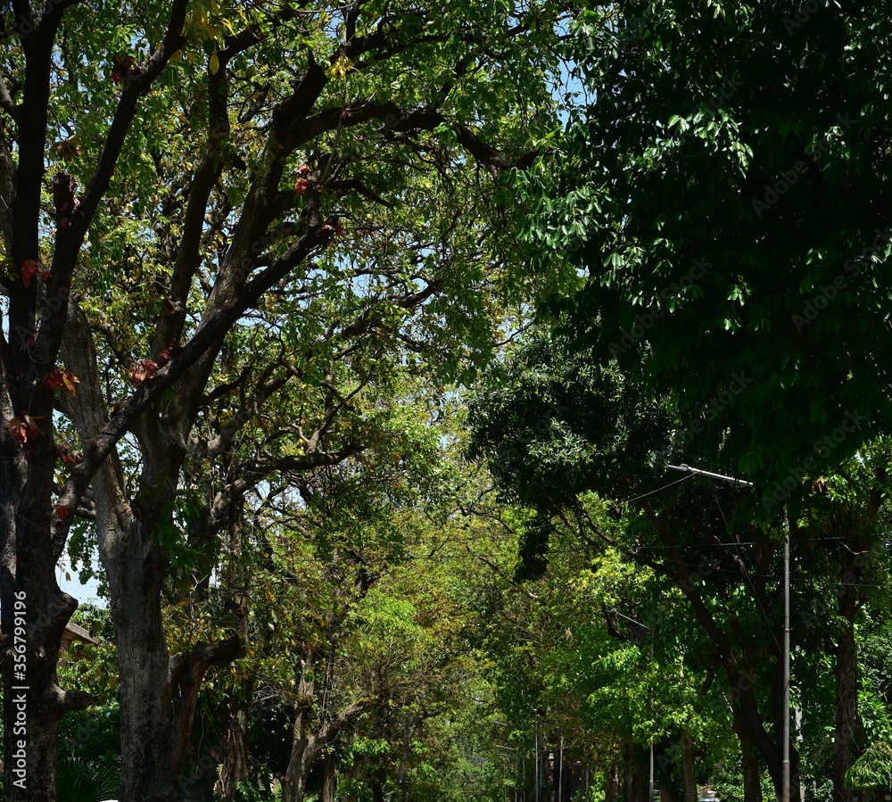Fototapeta premium Colaboration trees in the park