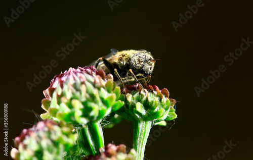 The gadfly, taken in the wild photo