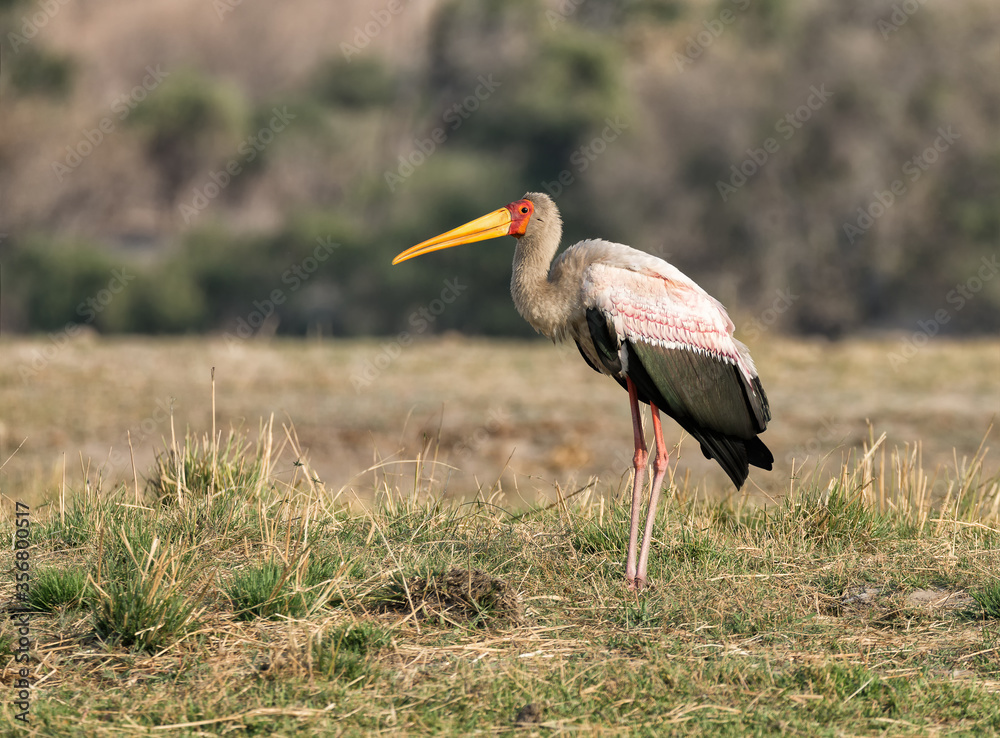 A yellow-billed stork (Mycteria ibis) searches for food on the bank of the Chobe river which is the border separating Namibia and Botswana.