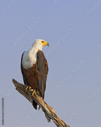 African fish eagle (Haliaeetus vocifer) perched on a dead tree at sunset on the Chobe river between Namibia and Botswana.