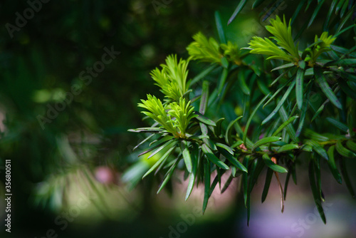 green pine needles