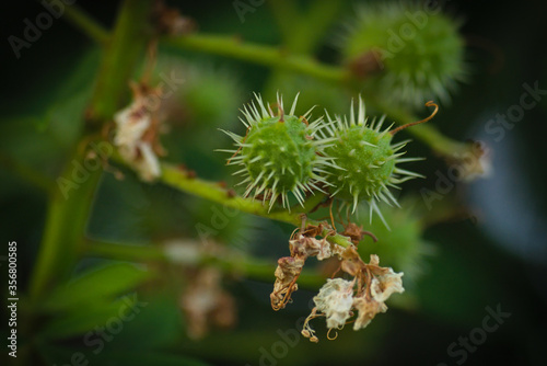 flower of a willow